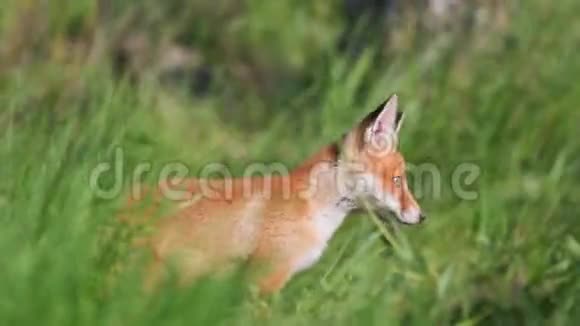 红狐狸幼崽在高大的草地上玩耍外阴视频的预览图