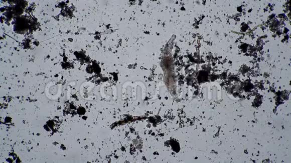 在显微镜下轮虫在脏水中觅食视频的预览图