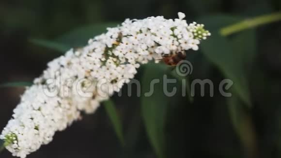 蜜蜂在一朵白色的春花的花蕾上爬行春季自然特写果树授粉视频的预览图