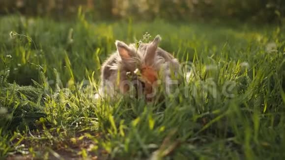 有趣的小灰兔坐在绿草中吃它视频的预览图