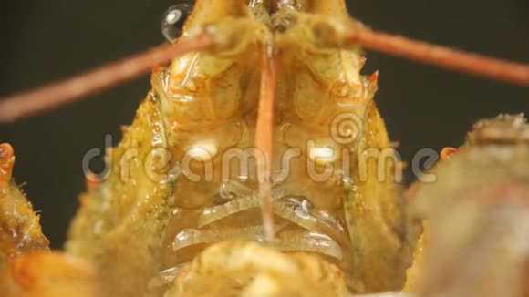 河癌特写甲壳类动物的口腔和呼吸部分视频的预览图