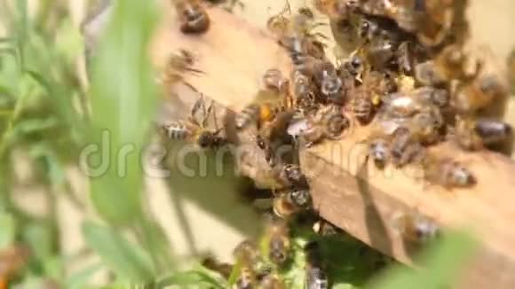 蜂巢上的蜜蜂视频的预览图