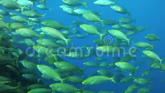 地中海生物靠近镜头的黄带鱼群视频的预览图