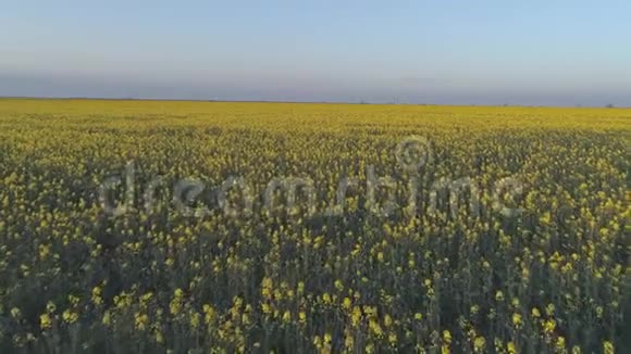 油菜籽收获好美丽的小花中黄色盛开的科尔扎田俯视视频的预览图