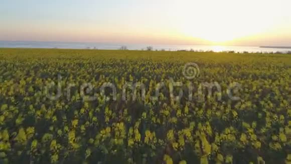 农场美丽的盛开的科尔扎草地黄色小花在日落鸟瞰视频的预览图
