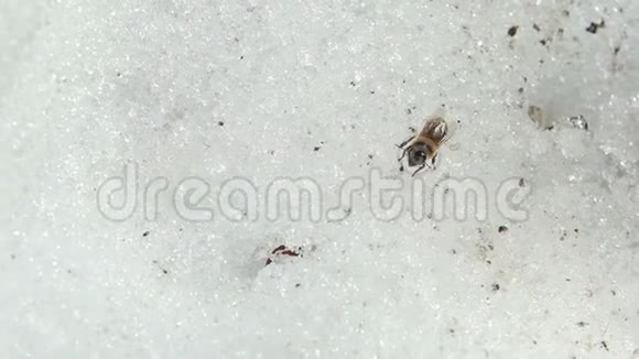 蜜蜂坐在雪地里视频的预览图