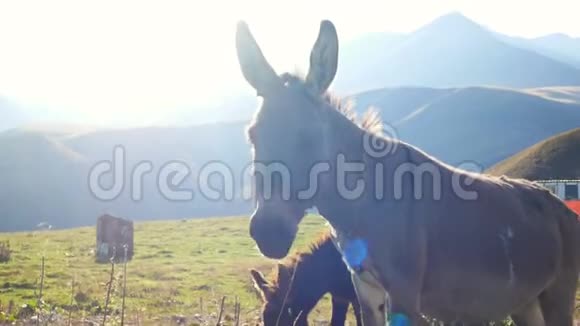 驴山自然视频的预览图
