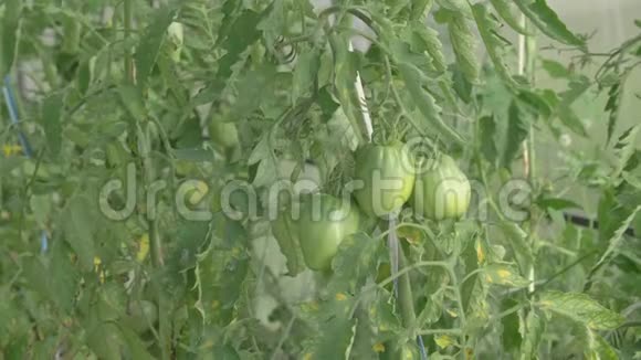 有大量绿色西红柿的树枝种植蔬菜农业业务视频的预览图