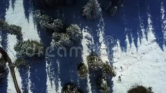 飞越森林中白雪皑皑的杉树视频的预览图