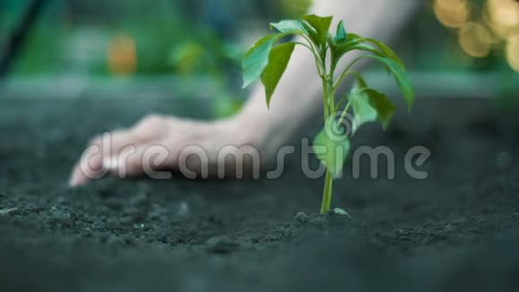 女人种植一种植物视频的预览图