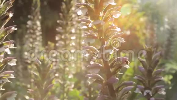 下午蜜蜂授粉植物视频的预览图