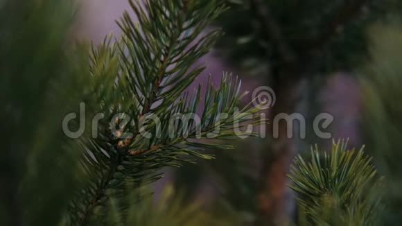 圣诞树是绿色的视频的预览图