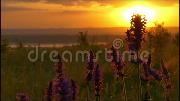 升起的太阳的背光中的野花视频的预览图