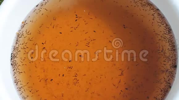 在堆肥中移动蚊子幼虫视频的预览图