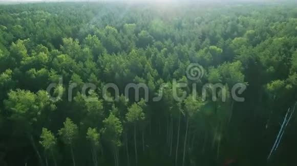空中生态绿雨林晨美射保存森林的理想背景视频的预览图