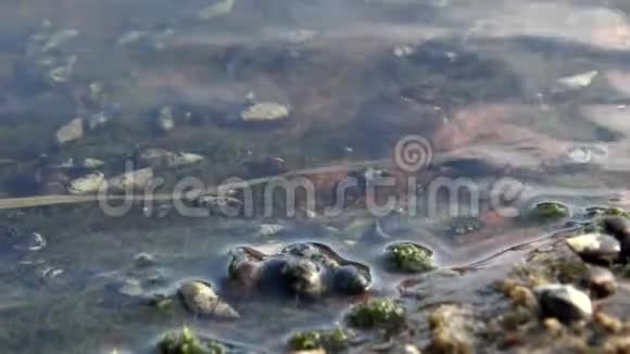 南布格河一块石头上的淡水腹足动物视频的预览图