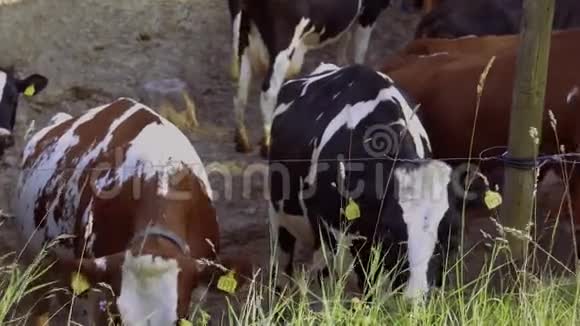 近距离观看一群可爱的奶牛视频的预览图