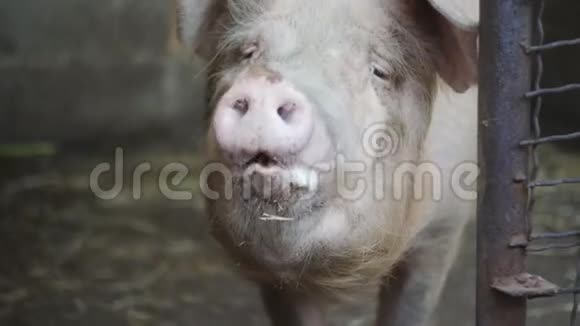 一头大猪被关在监狱里农业农场视频的预览图