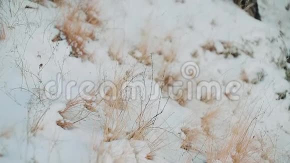 冬天雪钉着黄色的细草视频的预览图