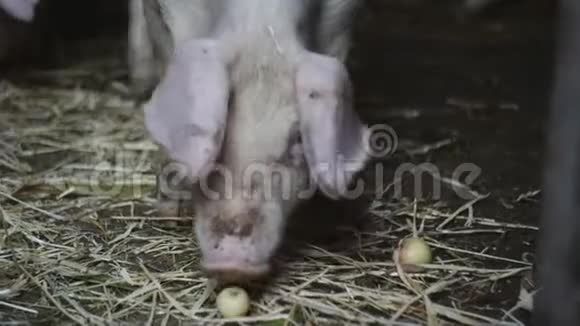 猪场里的小猪在谷仓周围跑来跑去猪吃一个小苹果视频的预览图