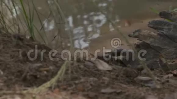 特写Orinoco鳄鱼尾巴哥伦比亚视频的预览图