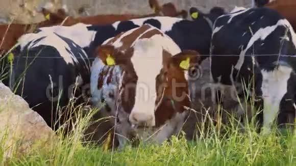 近距离观看一群可爱的奶牛视频的预览图