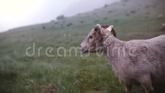 年轻的旅行妇女在冰岛的田野里喂山羊女性与野生动物一起享受大自然视频的预览图