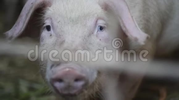小猪带着兴趣看着镜头特写养猪场上的小猪视频的预览图