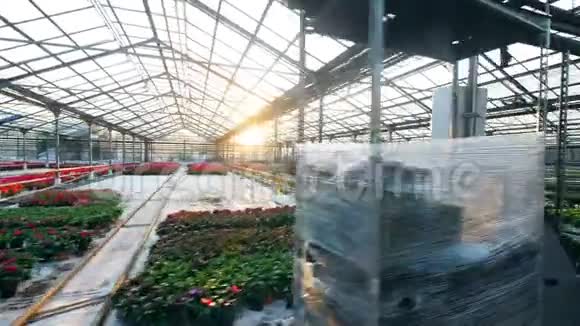 生长在温室里的大型花卉种植园视频的预览图
