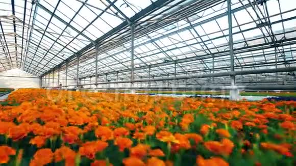 温室里明亮的橙色花朵的植物视频的预览图