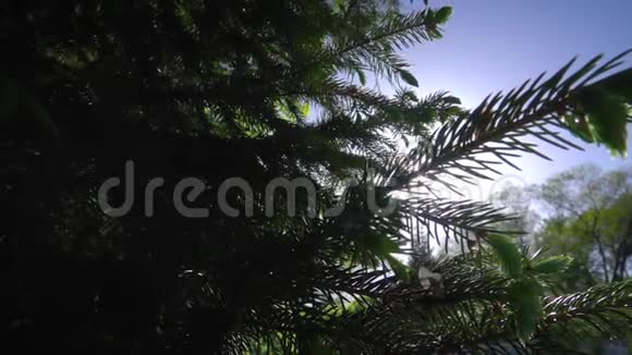 针叶树透过阳光视频的预览图