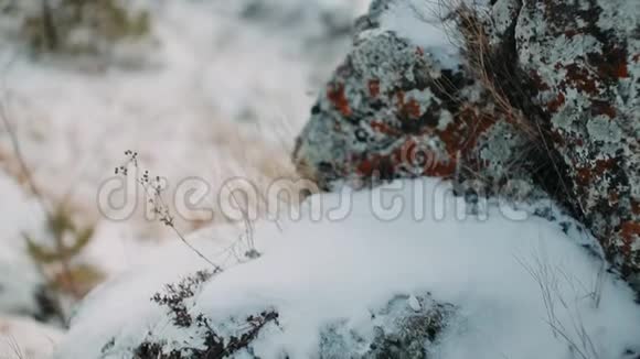 冬天雪钉着黄色的细草视频的预览图