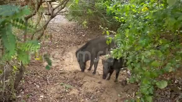 一对野猪在斯里兰卡度假胜地附近觅食视频的预览图