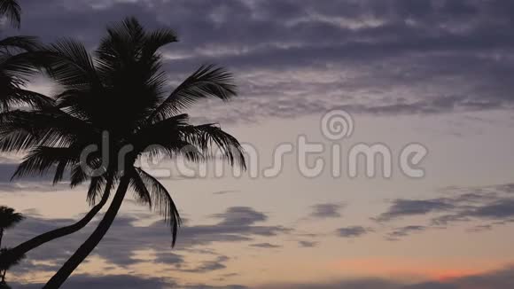 棕榈树的轮廓映衬着日出的天空和戏剧性的云彩视频的预览图