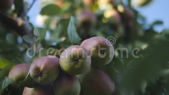 收获的时间果树果实是多汁的成熟梨在花园的树枝上视频的预览图
