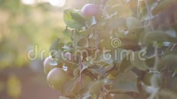 苹果树上的许多苹果水果在夕阳的照耀下视频的预览图