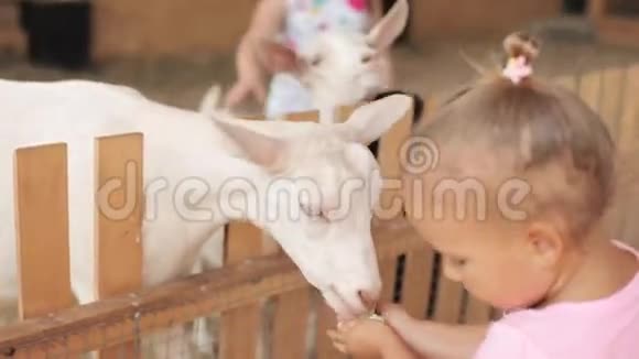 可爱的小女孩在农场喂山羊视频的预览图