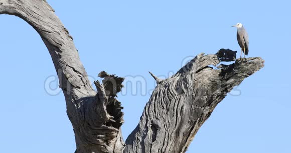 白脸鹭新黑鹭在巨大的树胶4K视频的预览图