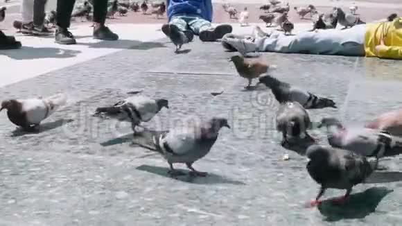 把鸽子锁在加泰罗尼亚广场上巴塞罗那的鸟类生活视频的预览图
