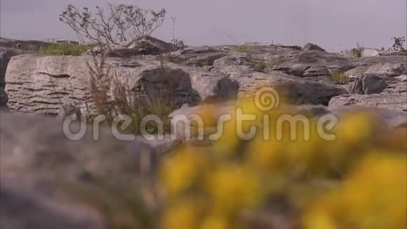 岩石表面的植物视频的预览图