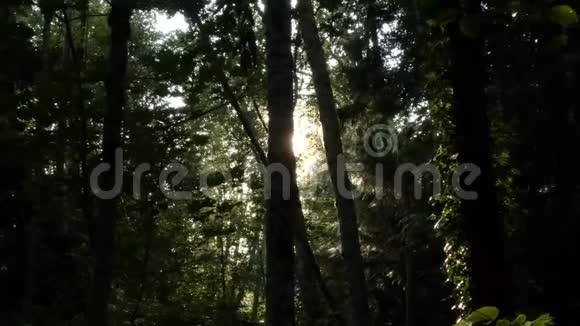 森林里有黑暗的影子和明亮的光线有虫子在飞视频的预览图