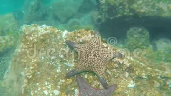 海星在加拉帕戈斯群岛的伊斯拉巴托洛美礁石礁水下拍摄视频的预览图