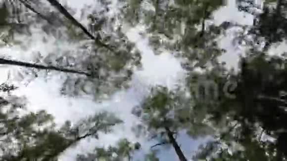 时光流逝天空的树木树梢间云飞古老的森林视频的预览图