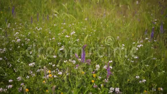 新鲜的草地和五颜六色的花朵摄像机从下往上移动到一片色彩鲜艳的草地上视频的预览图