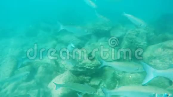 一群银质加拉帕戈斯骡子游过伊斯拉巴托洛梅的一个潜水者视频的预览图