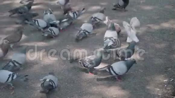 把鸽子锁在加泰罗尼亚广场上巴塞罗那的鸟类生活视频的预览图