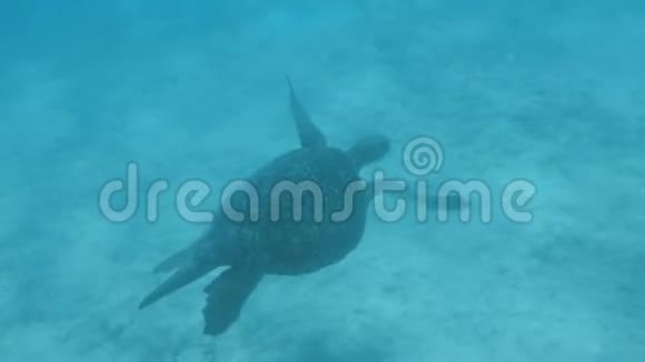 一只海龟在加拉帕戈斯群岛南部广场的水下射击视频的预览图