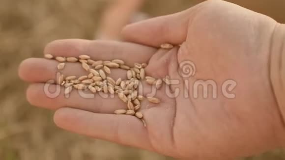 麦上农夫特写农学家手里拿着成熟的麦粒农业概念视频的预览图