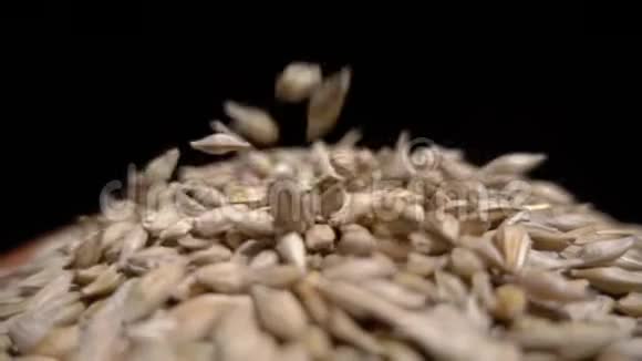 麦粒从高处落下视频的预览图