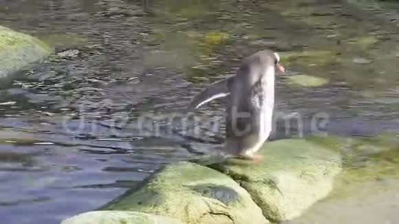 根图企鹅在水里跳跃视频的预览图